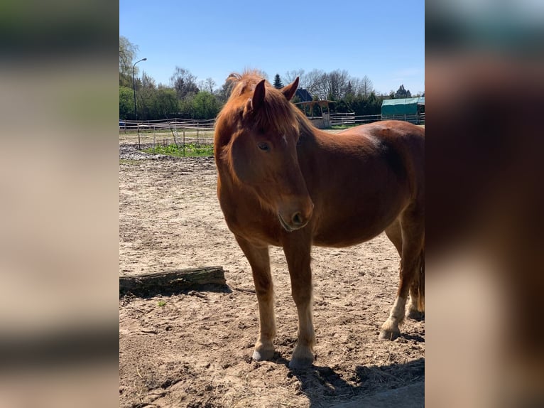 Freiberger Gelding 8 years 15,2 hh Chestnut-Red in Langenfeld