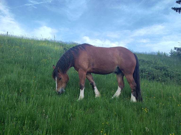 Freiberger Gelding 8 years 15,1 hh Brown in Sulzberg