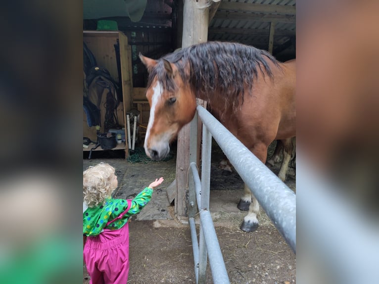Freiberger Gelding 8 years 15,1 hh Brown in Sulzberg