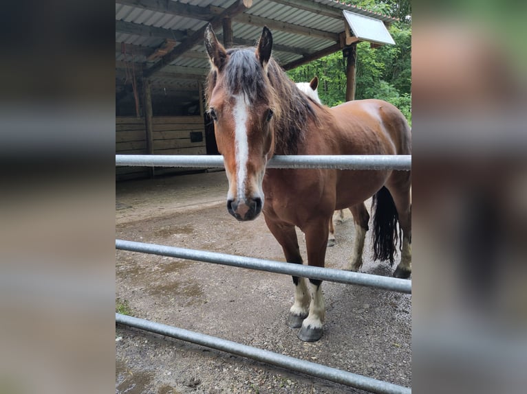 Freiberger Gelding 8 years 15,1 hh Brown in Sulzberg