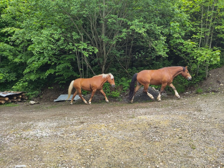 Freiberger Gelding 8 years 15,1 hh Brown in Sulzberg
