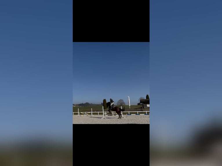 Freiberger Gelding 8 years 15,2 hh Brown in Hasle b. B
