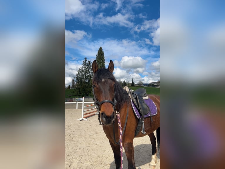 Freiberger Gelding 8 years 15,2 hh Brown in Hasle b. Burgdorf