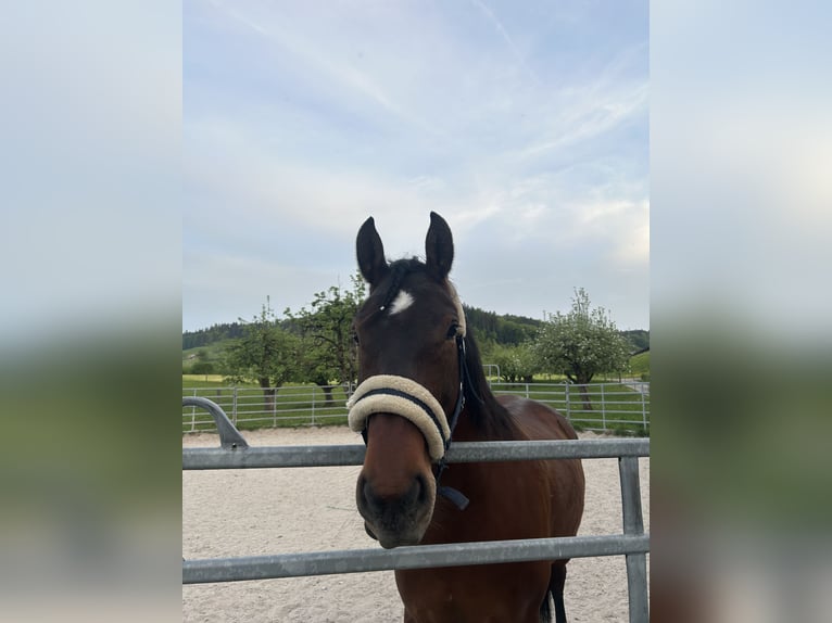 Freiberger Gelding 8 years 15,2 hh Brown in Hasle b. Burgdorf