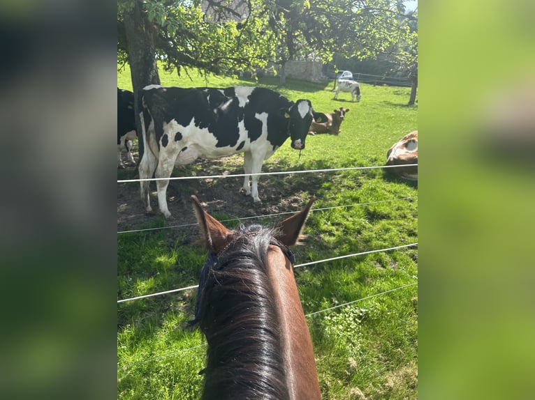 Freiberger Gelding 8 years 15,2 hh Brown in Hasle b. Burgdorf