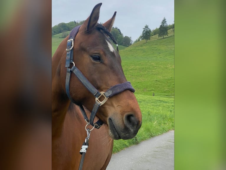 Freiberger Gelding 8 years 15,2 hh Brown in Hasle b. Burgdorf