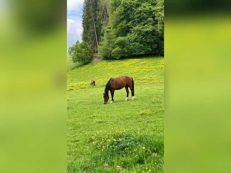 Freiberger Gelding 8 years 15,2 hh Brown in Hasle b. Burgdorf