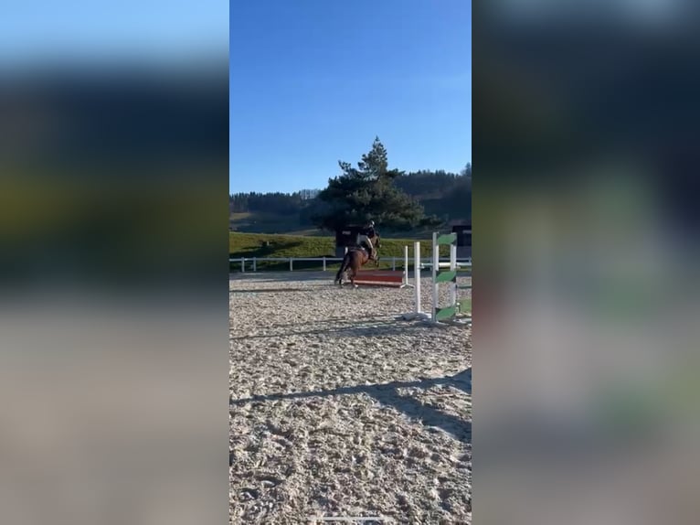 Freiberger Gelding 8 years 15,2 hh Brown in Hasle b. Burgdorf