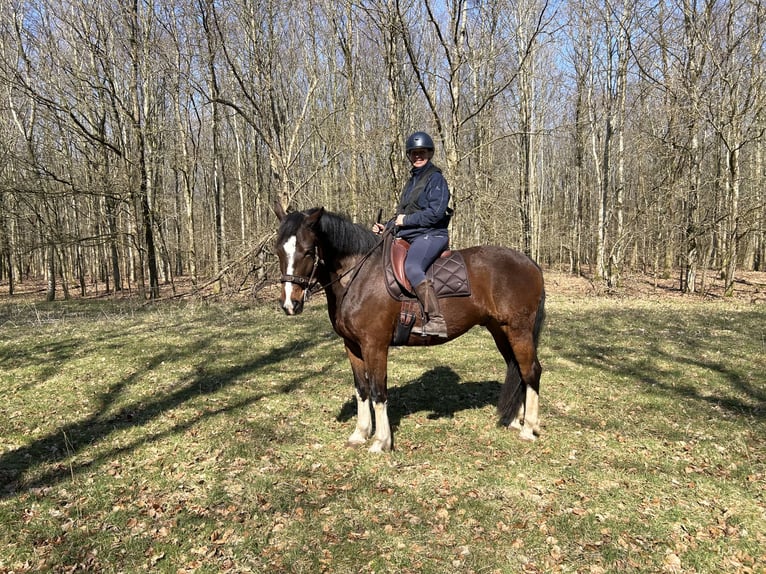 Freiberger Gelding 8 years 15,3 hh Bay-Dark in Handewitt