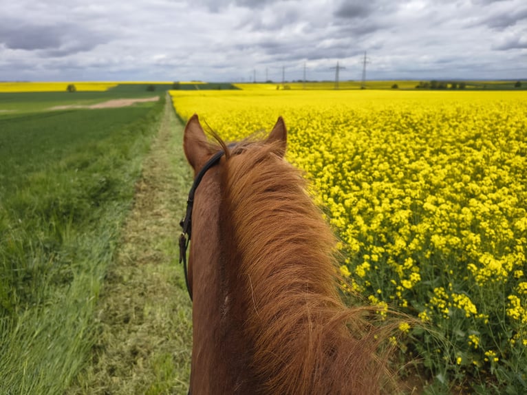 Freiberger Gelding 8 years 15,3 hh Chestnut-Red in Rosbach vor der H&#xF6;he Ober-Rosbach