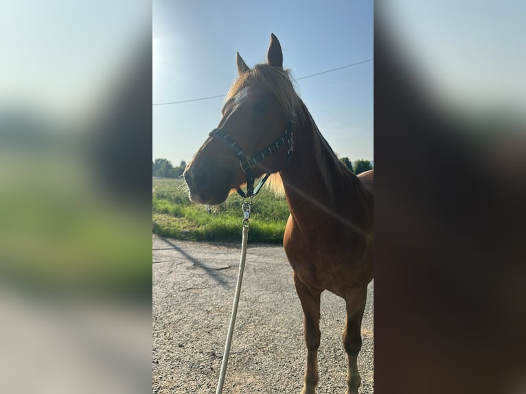 Freiberger Gelding 8 years 15,3 hh in Frankfurt am Main