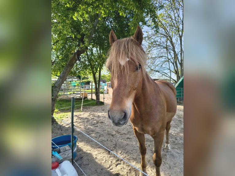 Freiberger Gelding 8 years 15,3 hh in Frankfurt am Main