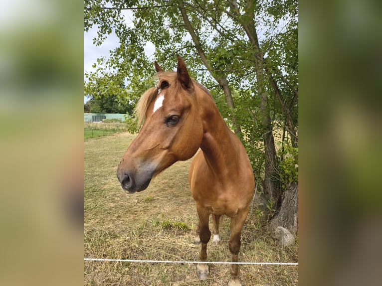 Freiberger Gelding 8 years 15,3 hh in Frankfurt am Main