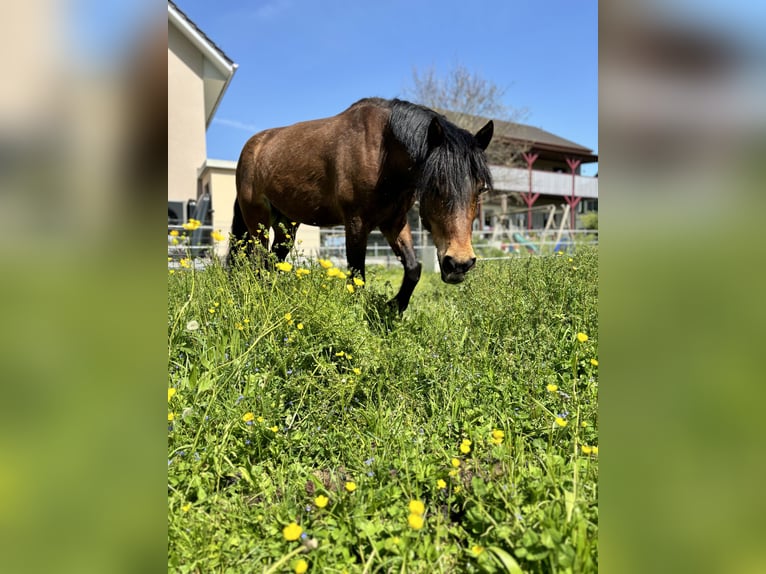 Freiberger Gelding 8 years 16,1 hh Brown in Wiesendangen