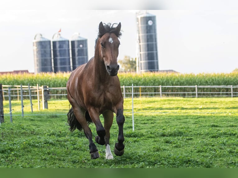 Freiberger Gelding 8 years 16,1 hh Brown in Wiesendangen