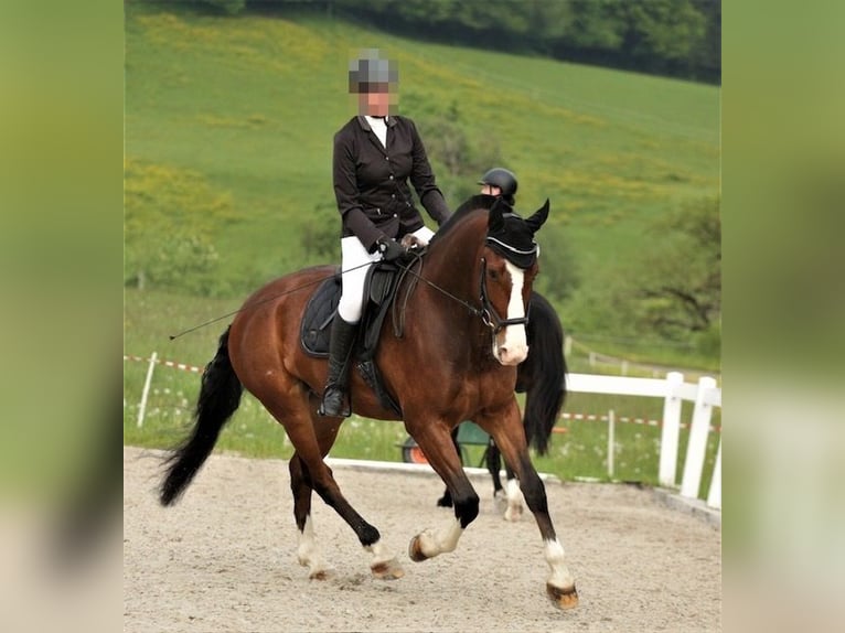 Freiberger Gelding 8 years 16 hh Bay-Dark in Thierachern