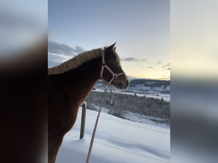 Freiberger Gelding 8 years 16 hh Chestnut-Red in Bern