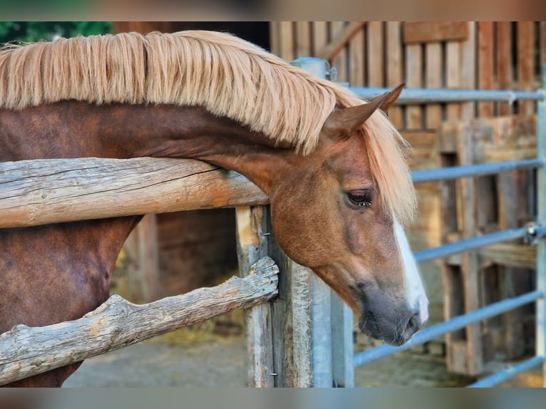 Freiberger Gelding 8 years 16 hh Chestnut-Red in Bern