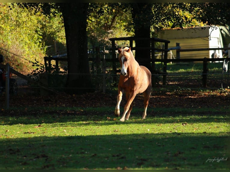 Freiberger Gelding 8 years 16 hh Chestnut-Red in Bern