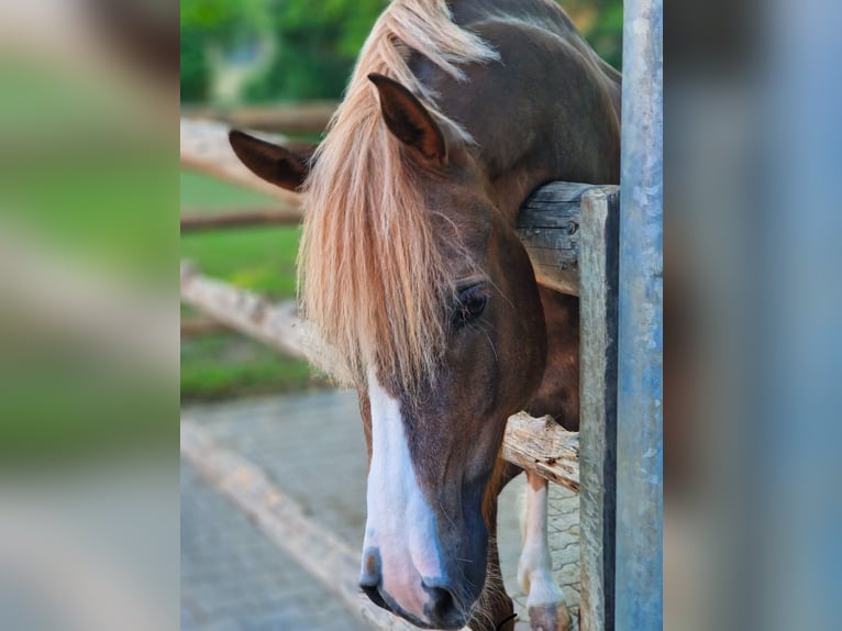 Freiberger Gelding 8 years 16 hh Chestnut-Red in Bern