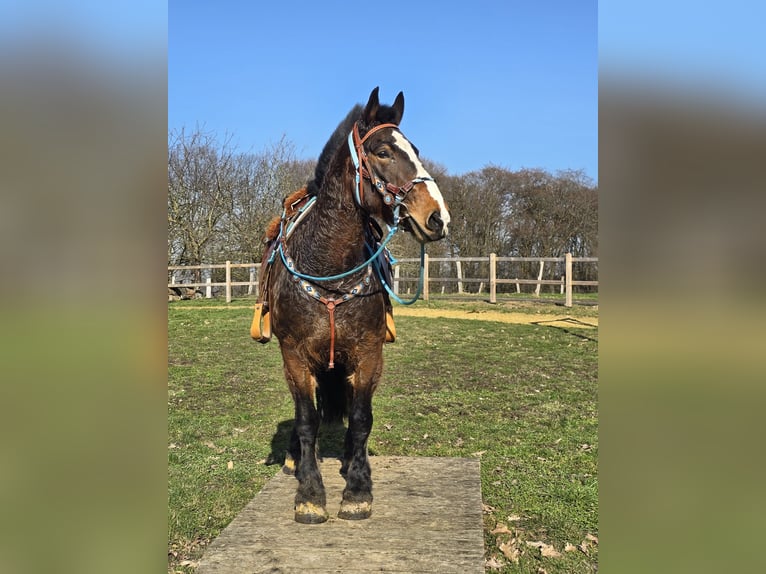 Freiberger Mix Gelding 9 years 15.1 hh Brown in Linkenbach