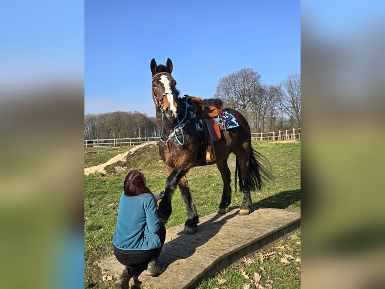 Freiberger Mix Gelding 9 years 15.1 hh Brown in Linkenbach