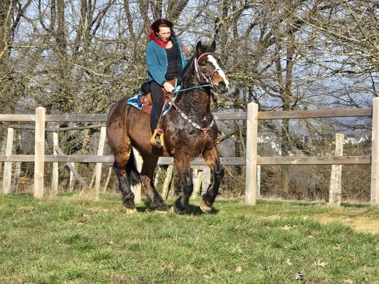 Freiberger Mix Gelding 9 years 15.1 hh Brown in Linkenbach