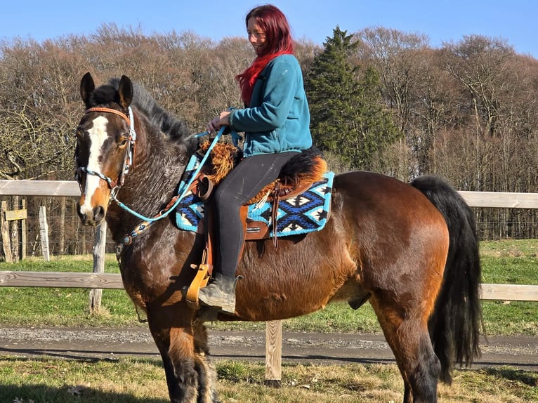 Freiberger Mix Gelding 9 years 15.1 hh Brown in Linkenbach