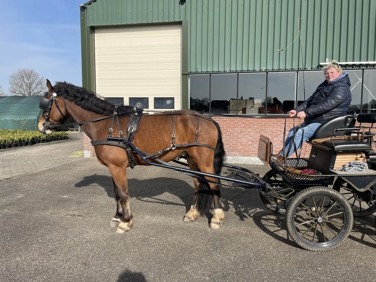 Freiberger Gelding 9 years 15.2 hh Brown in Delden