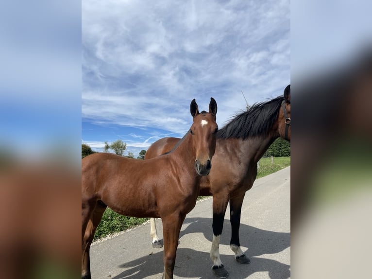 Freiberger Gelding Foal (03/2024) 9,2 hh Brown in Les Breuleux