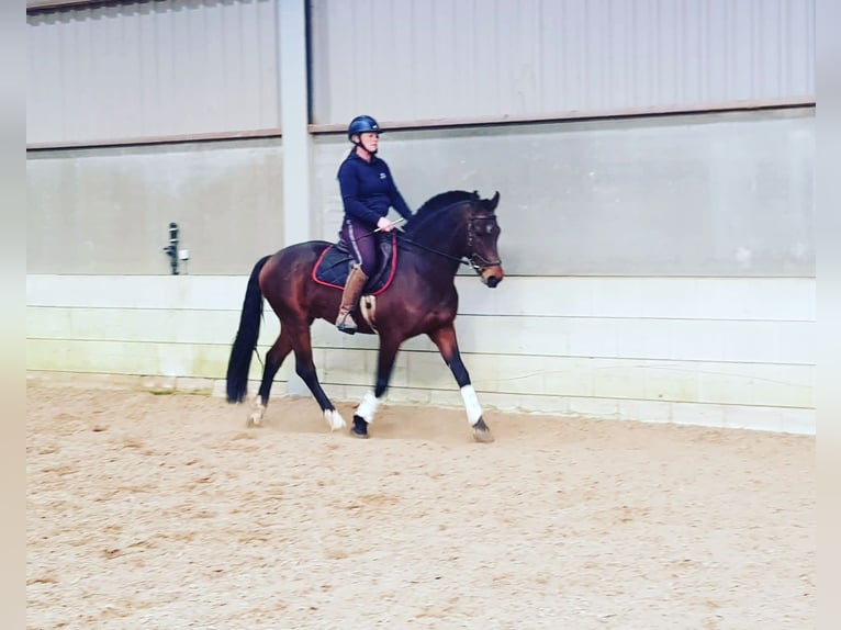 Freiberger Hengst 12 Jaar 161 cm Roodbruin in Weerselo