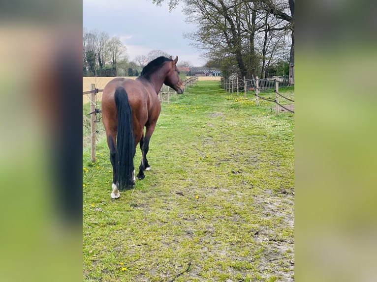 Freiberger Hengst 12 Jahre 161 cm Rotbrauner in Weerselo