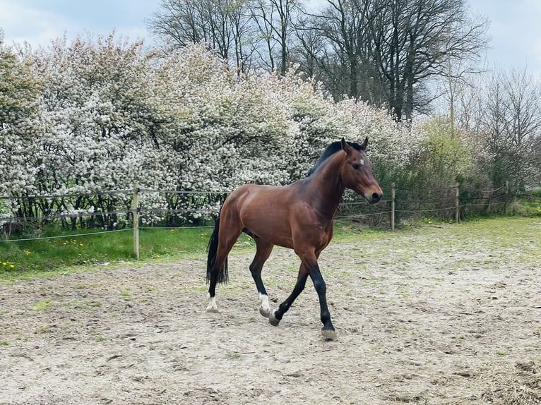 Freiberger Hengst 12 Jahre 161 cm Rotbrauner in Weerselo