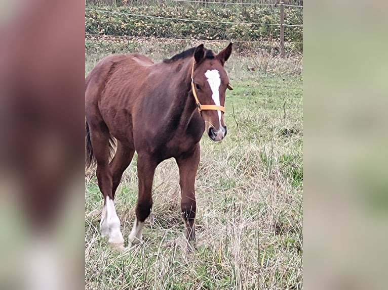 Freiberger Hengst 1 Jaar 155 cm Bruin in Nürnberg