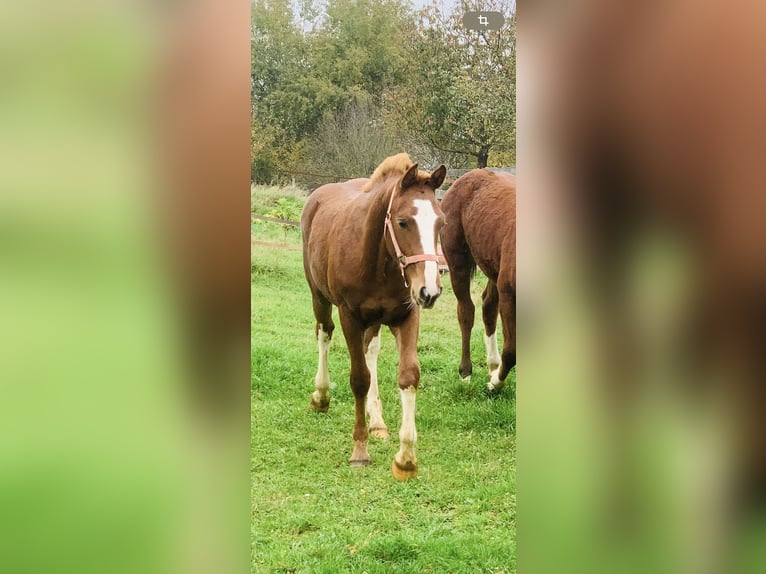 Freiberger Hengst 1 Jaar 155 cm Vos in Vilshofen