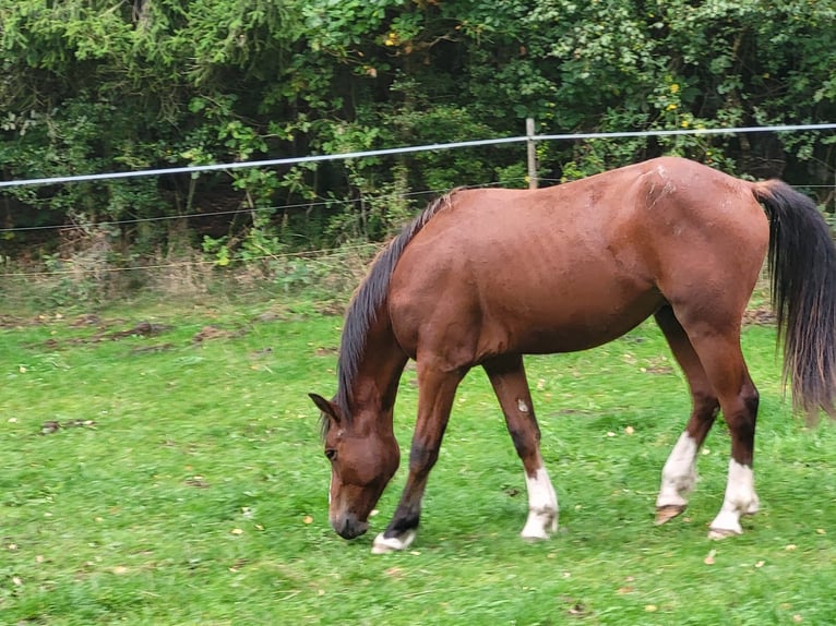 Freiberger Hengst 1 Jaar 157 cm Lichtbruin in Kronach