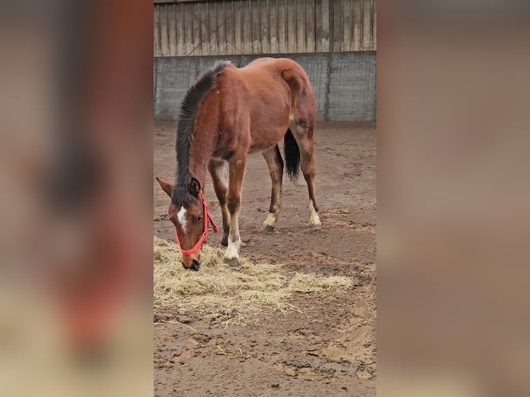Freiberger Hengst 1 Jaar 158 cm Bruin in Olst