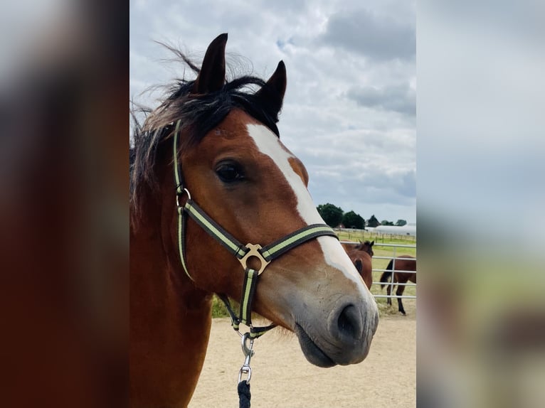 Freiberger Hengst 1 Jaar 160 cm Bruin in Glückstadt