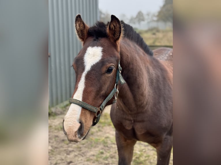 Freiberger Hengst 1 Jaar 160 cm Bruin in Zuidwolde