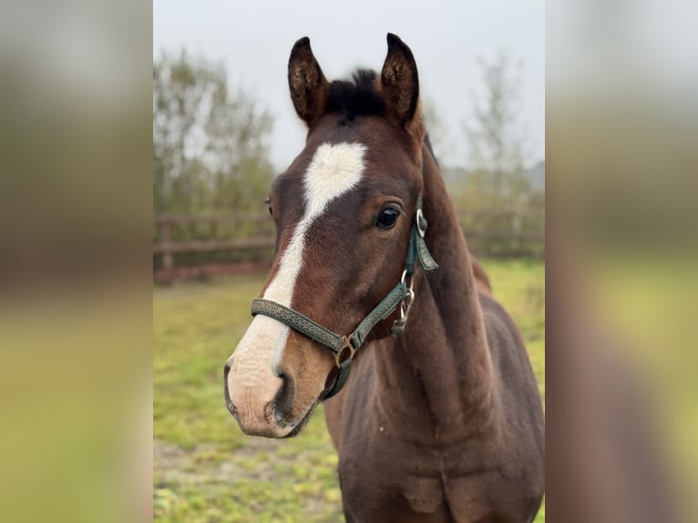 Freiberger Hengst 1 Jaar 160 cm Bruin in Zuidwolde