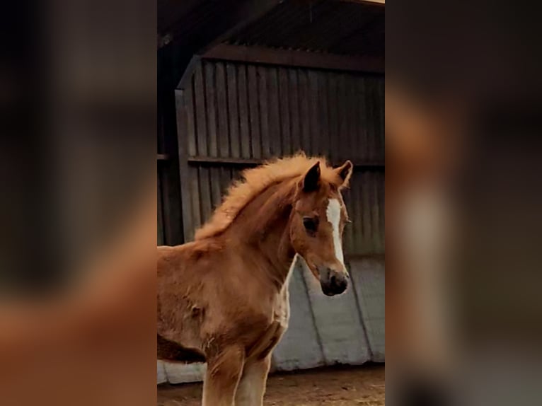 Freiberger Hengst 1 Jaar 160 cm Donkere-vos in Olst