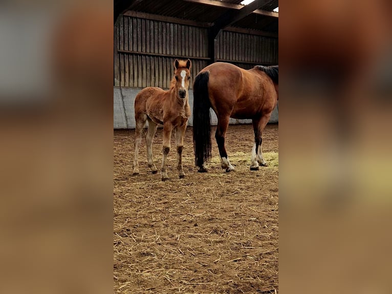 Freiberger Hengst 1 Jaar 160 cm Donkere-vos in Olst