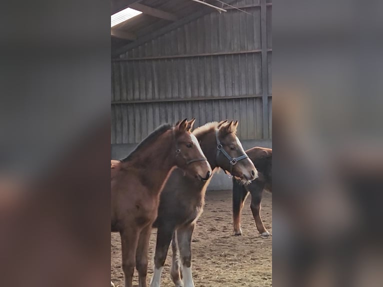 Freiberger Hengst 1 Jaar 160 cm Donkere-vos in Olst