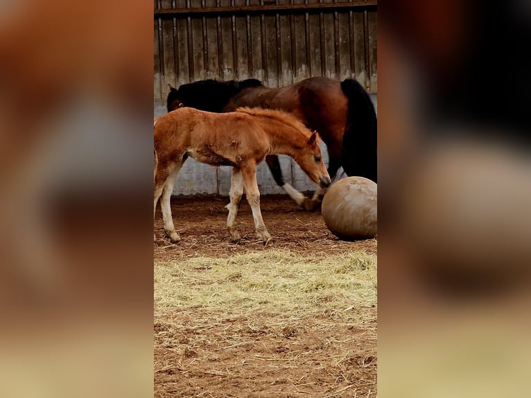 Freiberger Hengst 1 Jaar 160 cm Donkere-vos in Olst