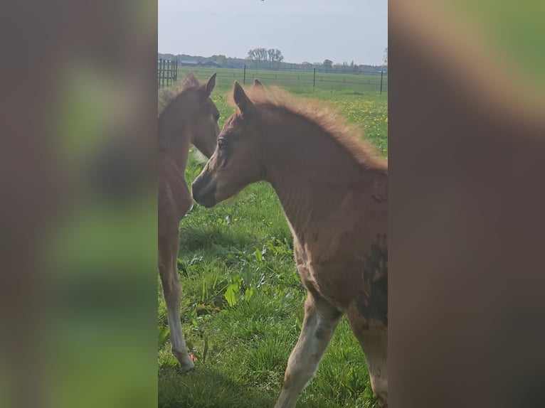 Freiberger Hengst 1 Jaar 160 cm Donkere-vos in Olst