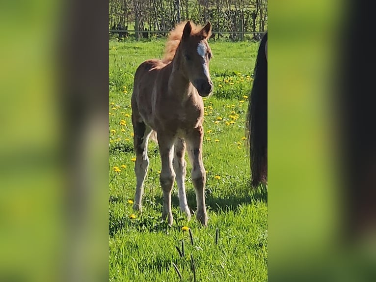 Freiberger Hengst 1 Jaar 160 cm Donkere-vos in Olst