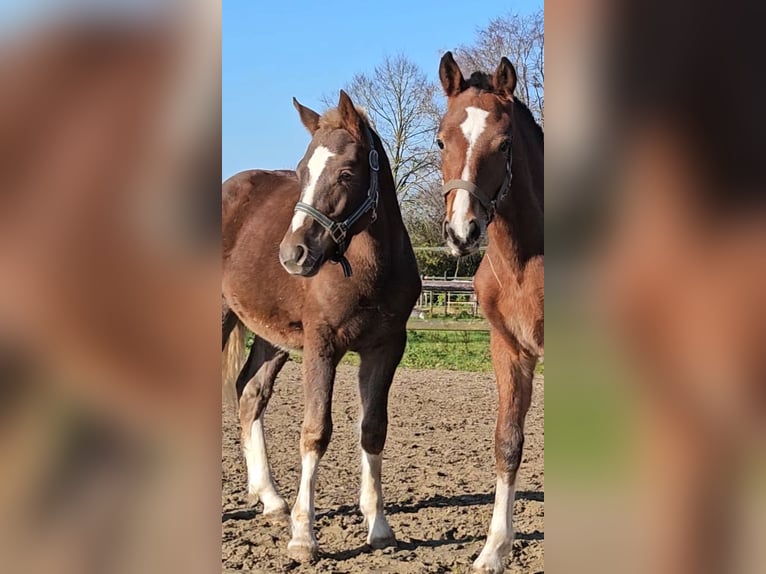 Freiberger Hengst 1 Jaar 160 cm Donkere-vos in Olst