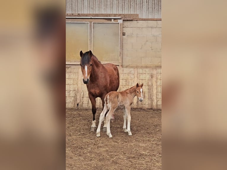 Freiberger Hengst 1 Jaar 160 cm Donkere-vos in Olst