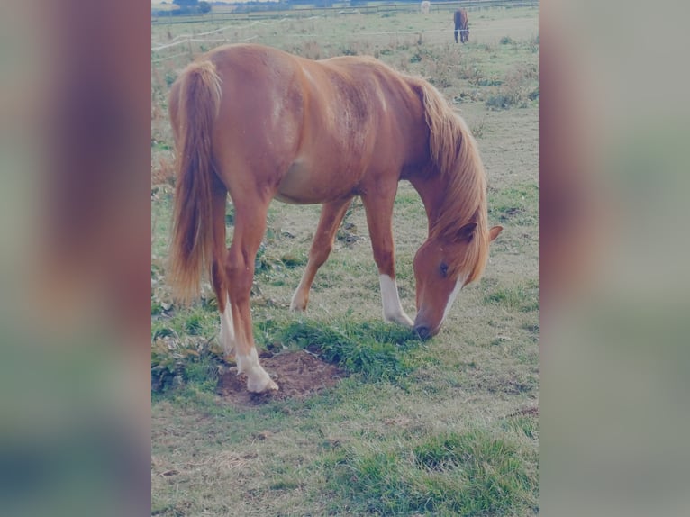 Freiberger Hengst 1 Jaar 160 cm Vos in Souchez