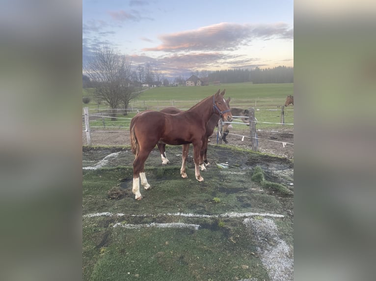 Freiberger Hengst 1 Jaar 160 cm Vos in Tannheim